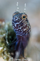 Saillfin Blenny by Henley Spiers 
